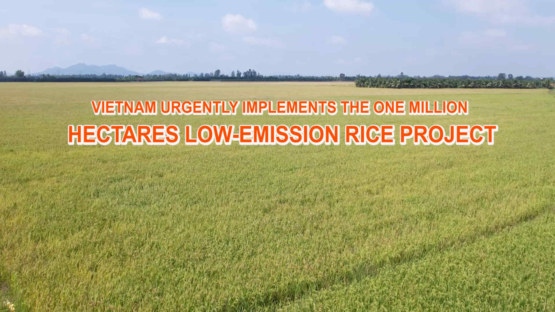 Vietnam urgently implements The one million hectares low-emission rice project